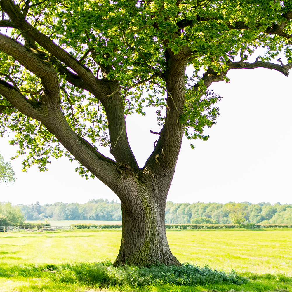 Recycle and Help The National Trust – Plant a Tree
